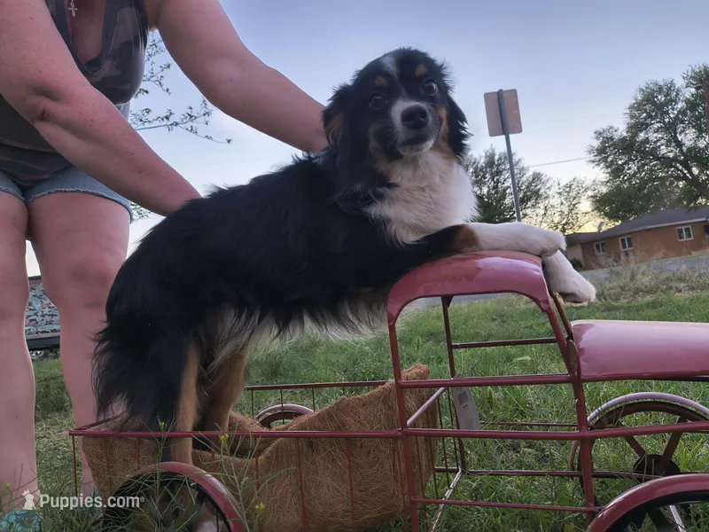 Tux, a male Toy Australian Shepherd for sale in Odessa, TX – Photo 1 of 3