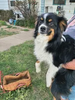 Tux, a male Toy Australian Shepherd for sale in Odessa, TX – Photo 2 of 3