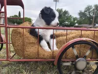 Boo Boo, a male Toy Australian Shepherd for sale in Odessa, TX – 3 of 6