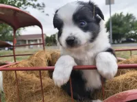 Boo Boo, a male Toy Australian Shepherd for sale in Odessa, TX – 2 of 6