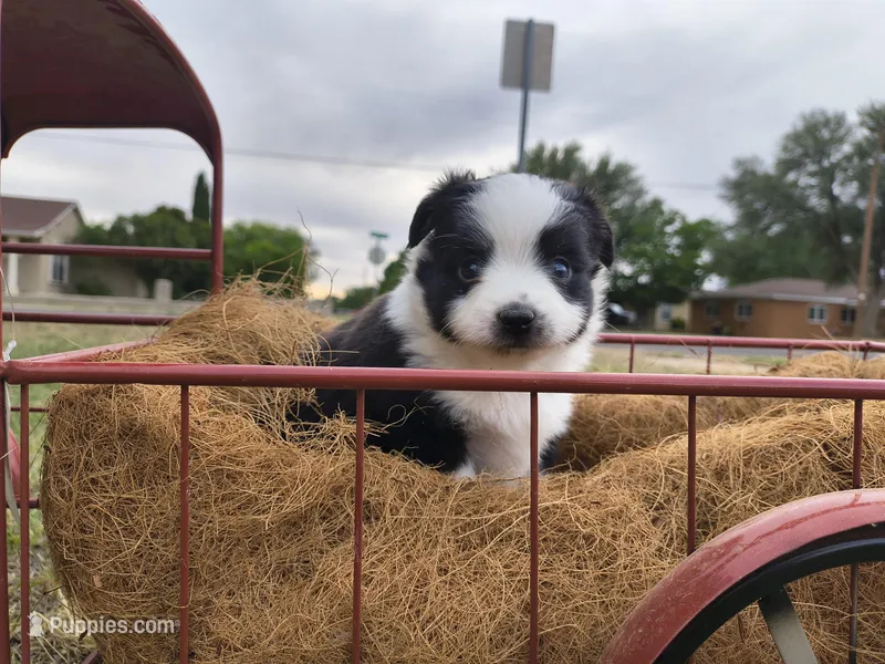 Boo Boo – Toy Australian Shepherd puppy for sale in Odessa, TX