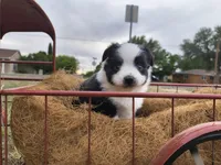 Boo Boo, a male Toy Australian Shepherd for sale in Odessa, TX – 1 of 6