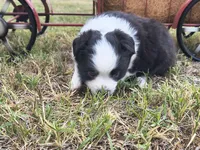 Boo Boo, a male Toy Australian Shepherd for sale in Odessa, TX – 4 of 6