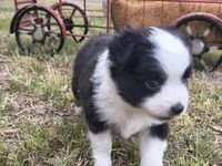 Boo Boo, a male Toy Australian Shepherd for sale in Odessa, TX – 5 of 6