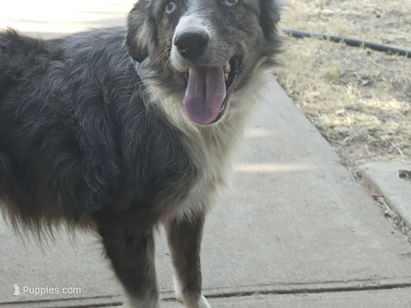 Dixie – Miniature Australian Shepherd puppy for sale in Odessa, TX