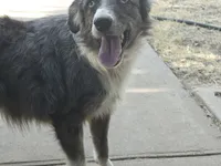 Dixie, a female Miniature Australian Shepherd for sale in Odessa, TX – 1 of 4