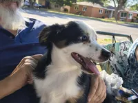 Spot, a male Toy Australian Shepherd for sale in Odessa, TX – 3 of 3