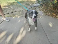 Dixie, a female Miniature Australian Shepherd for sale in Odessa, TX – 2 of 4