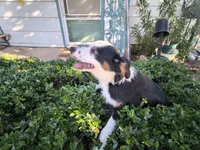Spot, a male Toy Australian Shepherd for sale in Odessa, TX – 2 of 3