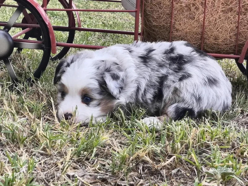 Yogi – Toy Australian Shepherd puppy for sale in Odessa, TX