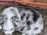 Yogi, a male Toy Australian Shepherd for sale in Odessa, TX – 3 of 4