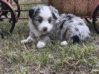 Yogi, a male Toy Australian Shepherd for sale in Odessa, TX – 2 of 4