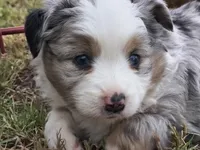 Yogi, a male Toy Australian Shepherd for sale in Odessa, TX – 4 of 4