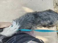 Dixie, a female Miniature Australian Shepherd for sale in Odessa, TX – 3 of 4