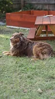 Chonkers, a male Australian Shepherd for sale in Battle Creek, MI – 3 of 4
