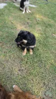Chonkers, a male Australian Shepherd for sale in Battle Creek, MI – 2 of 4