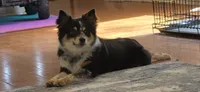 Chonkers, a male Australian Shepherd for sale in Battle Creek, MI – 4 of 4