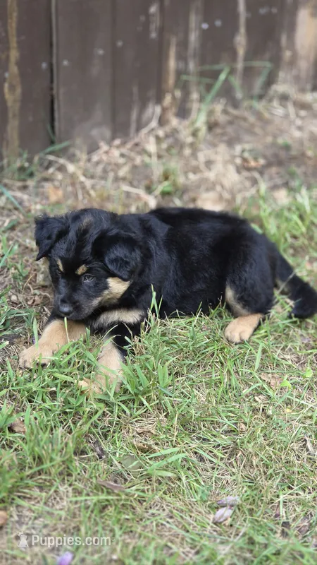 Chonkers – Australian Shepherd puppy for sale in Battle Creek, MI