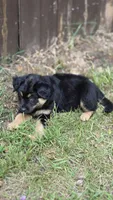 Chonkers, a male Australian Shepherd for sale in Battle Creek, MI – 1 of 4