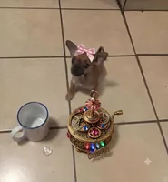 Rosi, a female Chihuahua for sale in Fontana, CA – 2 of 3