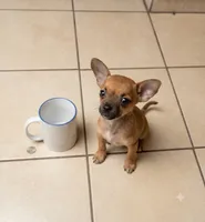 Rosi, a female Chihuahua for sale in Fontana, CA – 1 of 3