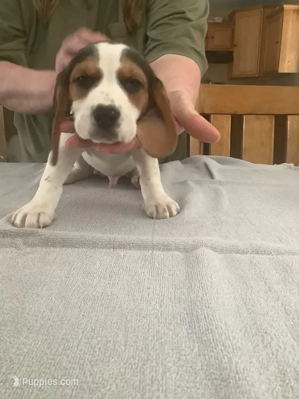 L2, a male Beagle for sale in Camden, NY – Photo 1 of 3