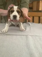 L2, a male Beagle for sale in Camden, NY – Photo 1 of 3