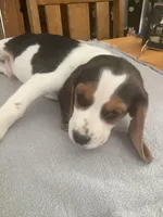 L2, a male Beagle for sale in Camden, NY – Photo 2 of 3