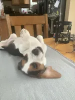 L2, a male Beagle for sale in Camden, NY – Photo 3 of 3