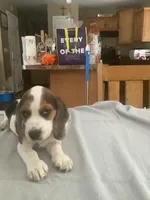 L5, a male Beagle for sale in Camden, NY – Photo 2 of 3