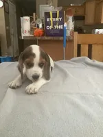 L5, a male Beagle for sale in Camden, NY – Photo 3 of 3