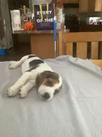 L5, a male Beagle for sale in Camden, NY – Photo 1 of 3