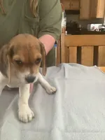 L3, a male Beagle for sale in Camden, NY – Photo 2 of 3