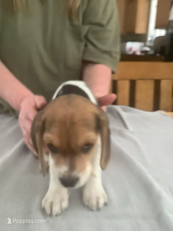 L3, a male Beagle for sale in Camden, NY – Photo 1 of 3