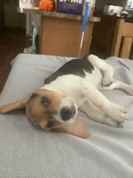 L3, a male Beagle for sale in Camden, NY – Photo 3 of 3