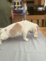 L1, a male Beagle for sale in Camden, NY – Photo 1 of 3