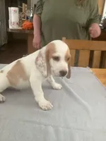 L1, a male Beagle for sale in Camden, NY – Photo 2 of 3