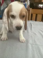 L1, a male Beagle for sale in Camden, NY – Photo 3 of 3