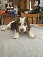 L4, a male Beagle for sale in Camden, NY – Photo 2 of 3