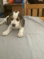 L4, a male Beagle for sale in Camden, NY – Photo 3 of 3