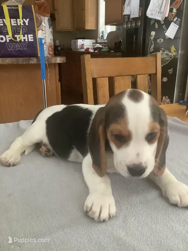 L4, a male Beagle for sale in Camden, NY – Photo 1 of 3