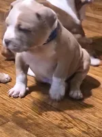 Blue Fawn male, a male American Bully for sale in Lexington, KY – Photo 4 of 8