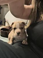 Blue Fawn male, a male American Bully for sale in Lexington, KY – Photo 3 of 8