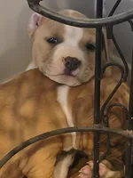 Blue Fawn male, a male American Bully for sale in Lexington, KY – Photo 8 of 8