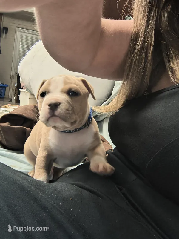 Blue Fawn male – American Bully puppy for sale in Lexington, KY