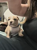 Blue Fawn male, a male American Bully for sale in Lexington, KY – Photo 1 of 8