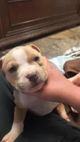 Blue Fawn male, a male American Bully for sale in Lexington, KY – Photo 6 of 8
