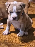 Blue Fawn male, a male American Bully for sale in Lexington, KY – Photo 7 of 8