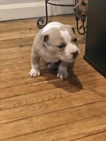 Blue Fawn male, a male American Bully for sale in Lexington, KY – Photo 5 of 8