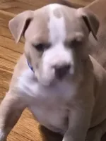 Blue Fawn male, a male American Bully for sale in Lexington, KY – Photo 2 of 8